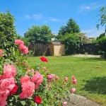 Üppig blühender Rosenbusch vor einem gepflegten, sonnigen Garten mit Gartenhaus und großer Rasenfläche.