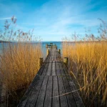 Hasu kaufen am Ammersee, Starnberger See oder Wörthsee: Ein Holzsteg führt durch hochgewachsene, goldbraune Gräser zur Mitte eines Sees. Die Szene, eingefangen bei klarer Sicht und sonnigem Himmel, könnte in einer gefragten Region wie Ammersee, Starnberger See oder Wörthsee liegen, ideal für Immobiliensuchende.